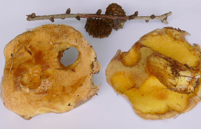 Suillus Grevillei